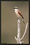 Grauwe Klauwier, Red-backed Shrike, Lanius collurio Location: Lafionas, Greece (Lesbos) grauwe klauwier MG 9106 kopie